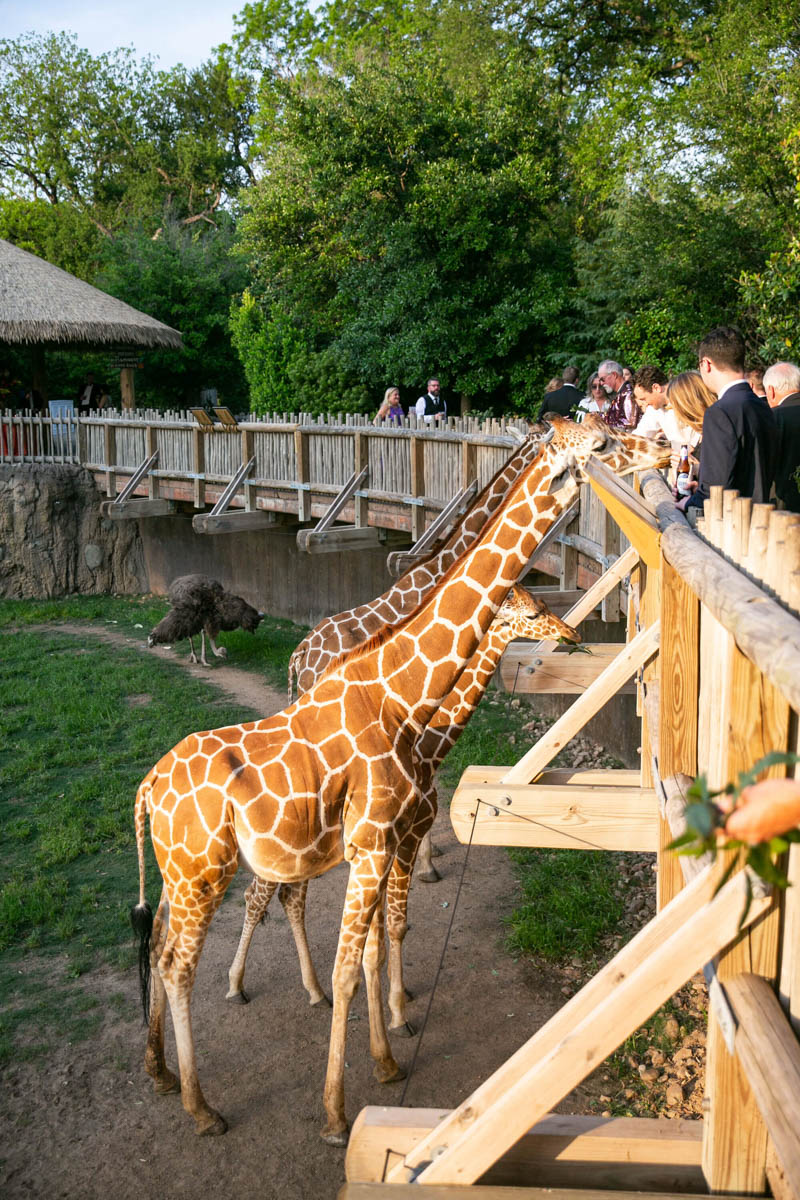 A Place in the Shade - Fort Worth Magazine